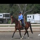 Serenity Horse Training