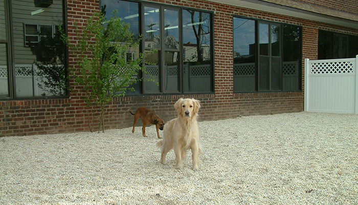 Hounds on the Hudson's Photo