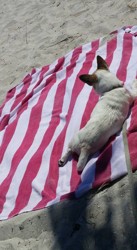 Superior Pet Care's Photo