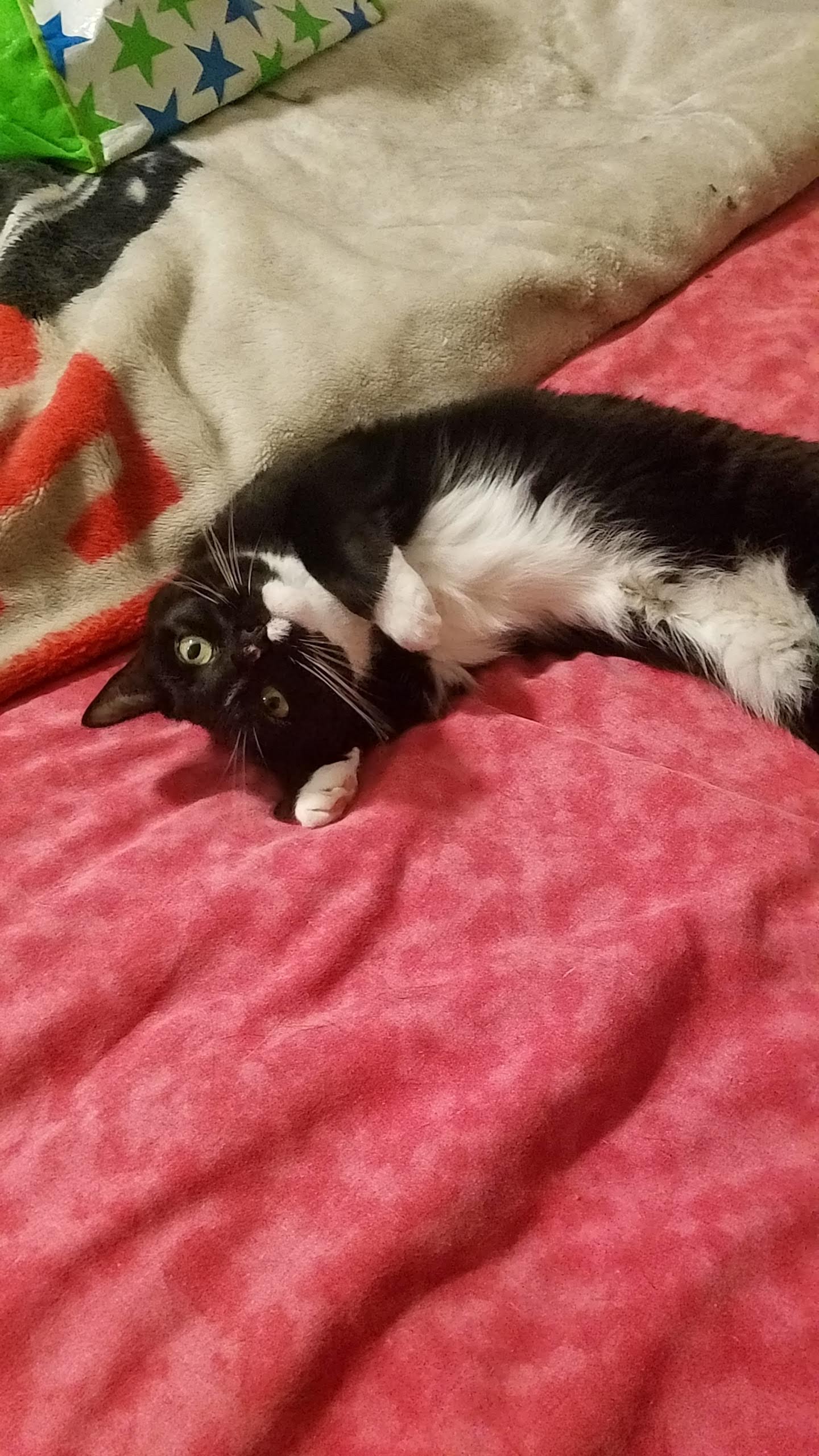 Fuzzy Paws Palace's Photo