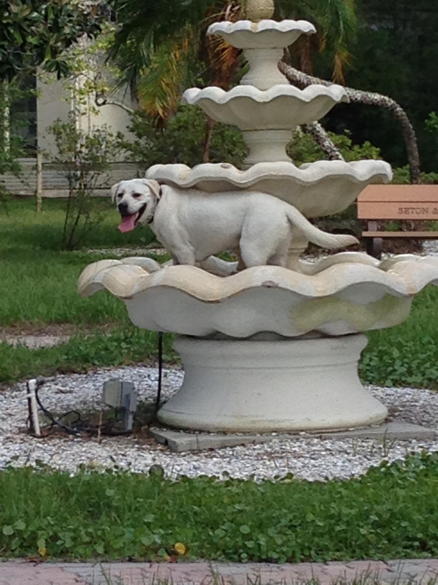 My Pet's Friend, LLC.'s Photo