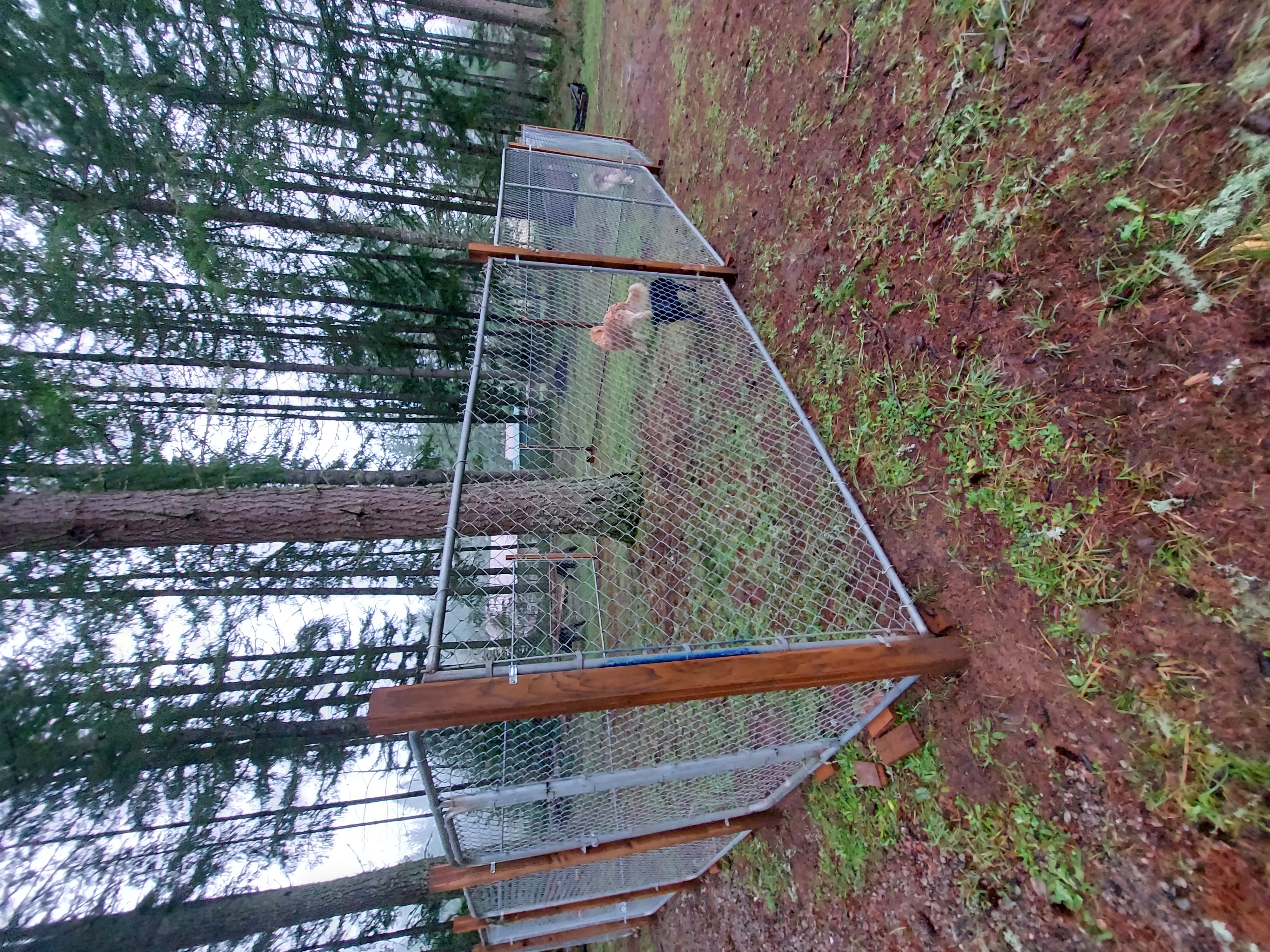 Golden Amore Boarding and grooming's Photo