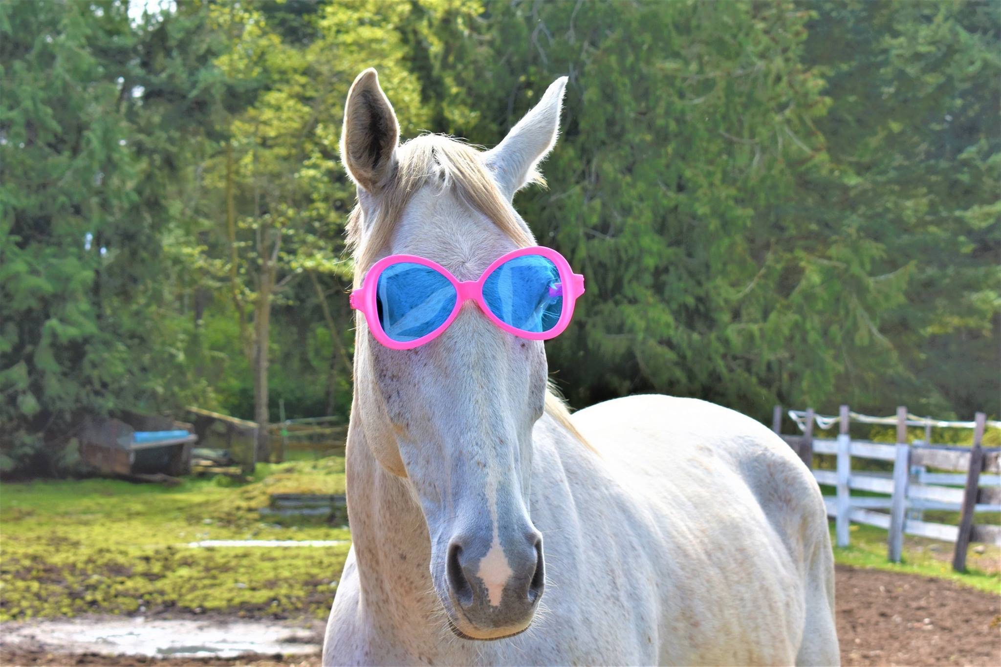 Serenity Horse Training's Photo