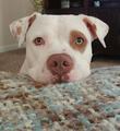 4 Paws and a Girl Dog Walking and Pet Sitting