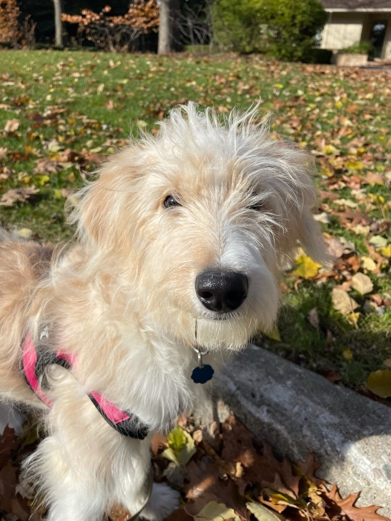 Paw City Pet Care's Photo
