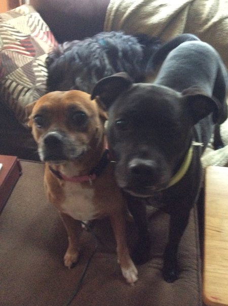 Just *PAWZ* Pet Sitting Service