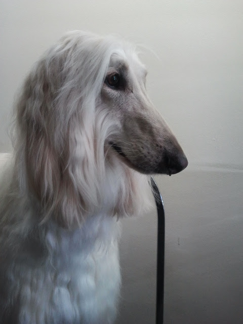 Puppycutz Pet Spa's Photo