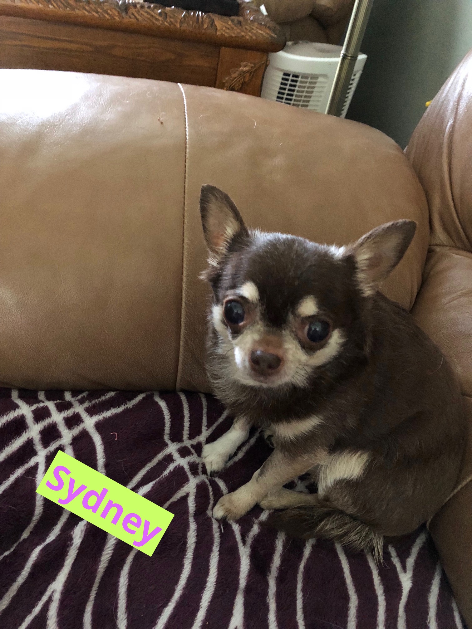 Pet Pals Plus LLC's Photo