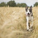 Happy Doggos Dogwalking