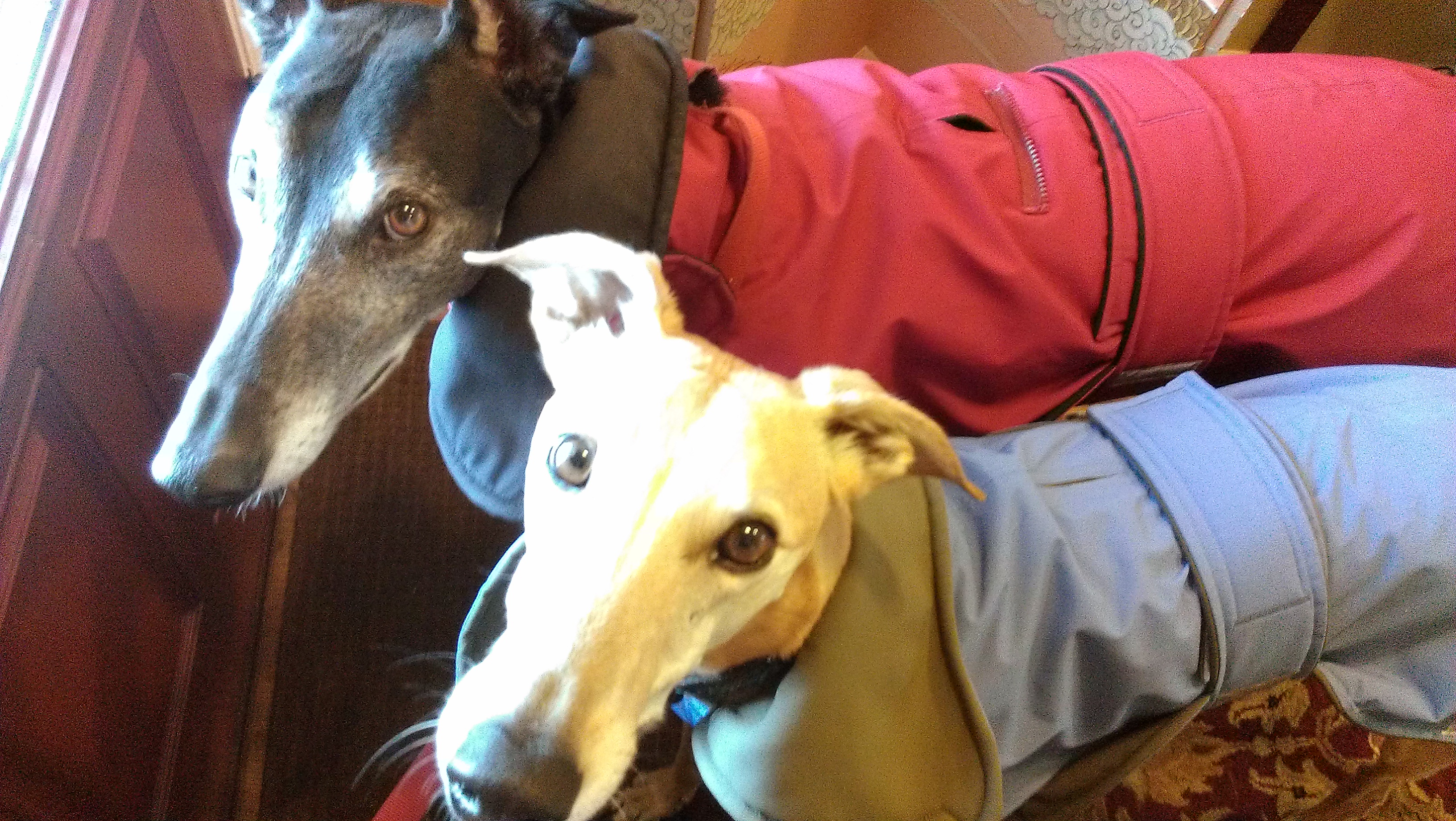 Silver Whiskers's Photo