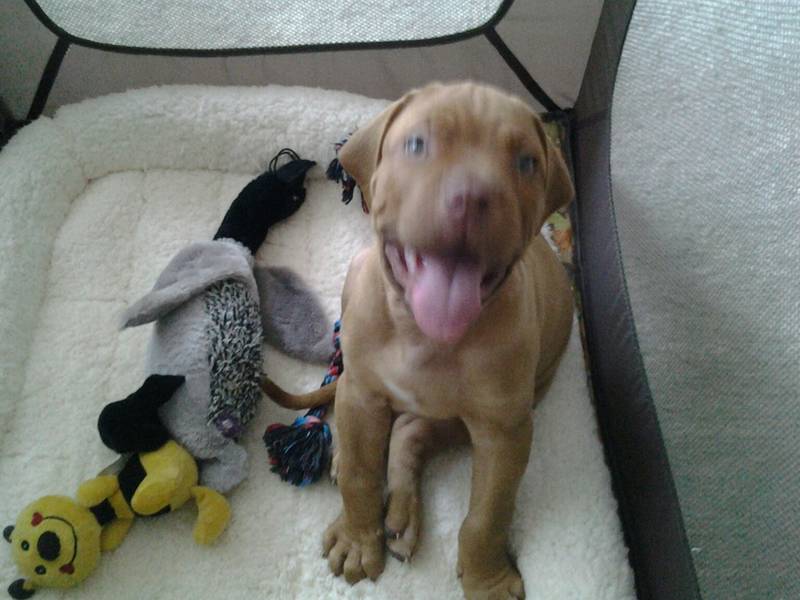 Your Pet Nanny's Photo