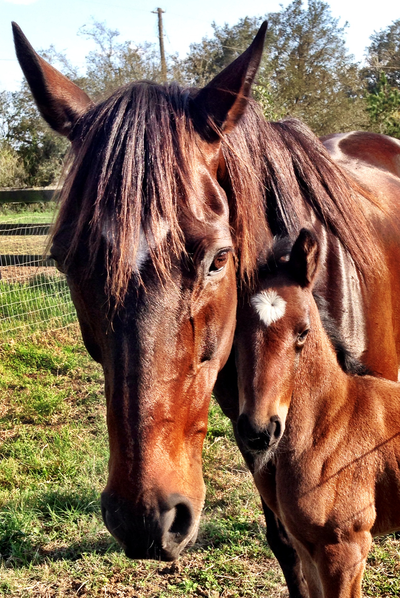 Tiger Lillys Pet Sitting L.L.C.'s Photo