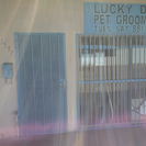 Lucky Dog Pet Grooming