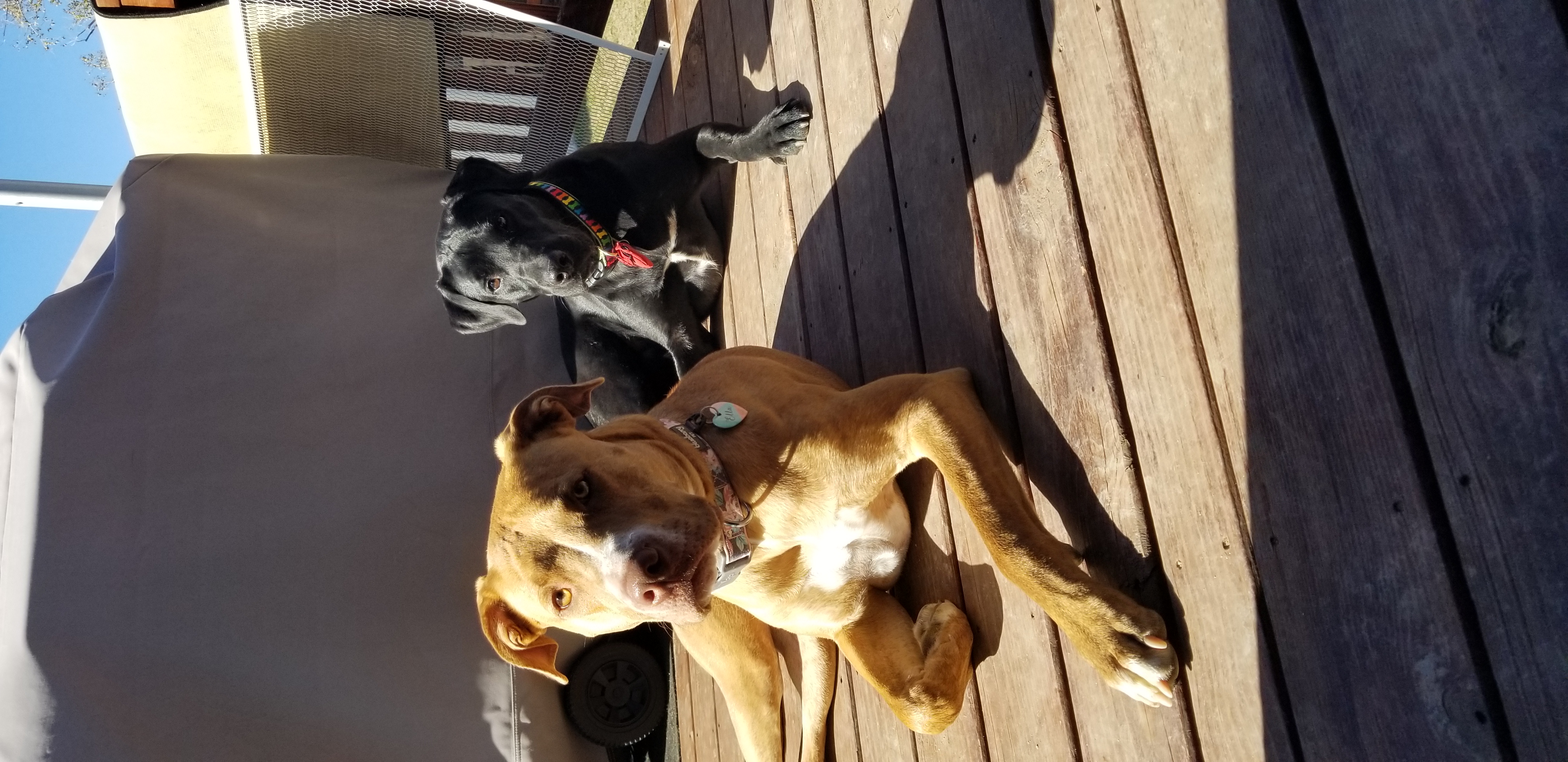 Pawz & Clawz Pet Sitting LLC's Photo