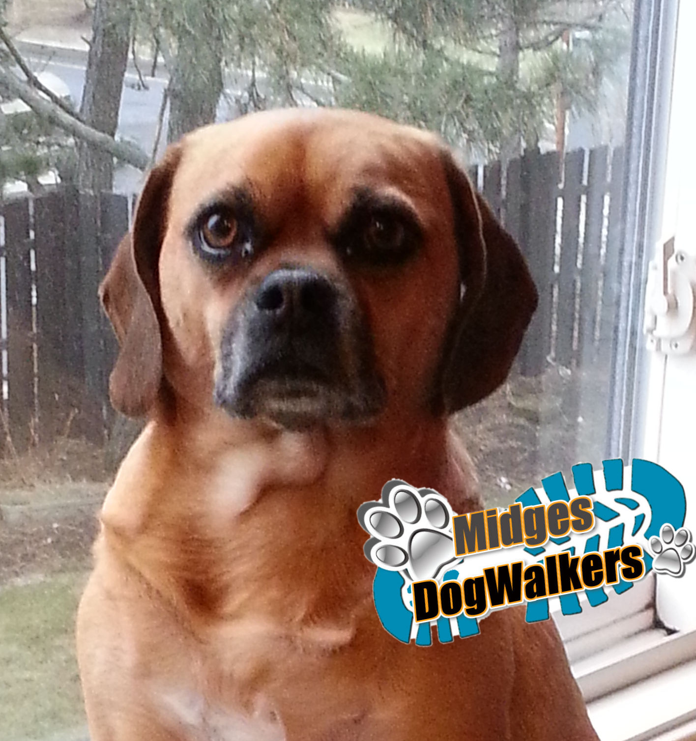 Midges Dog Walkers's Photo