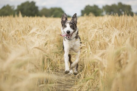 Happy Doggos Dogwalking