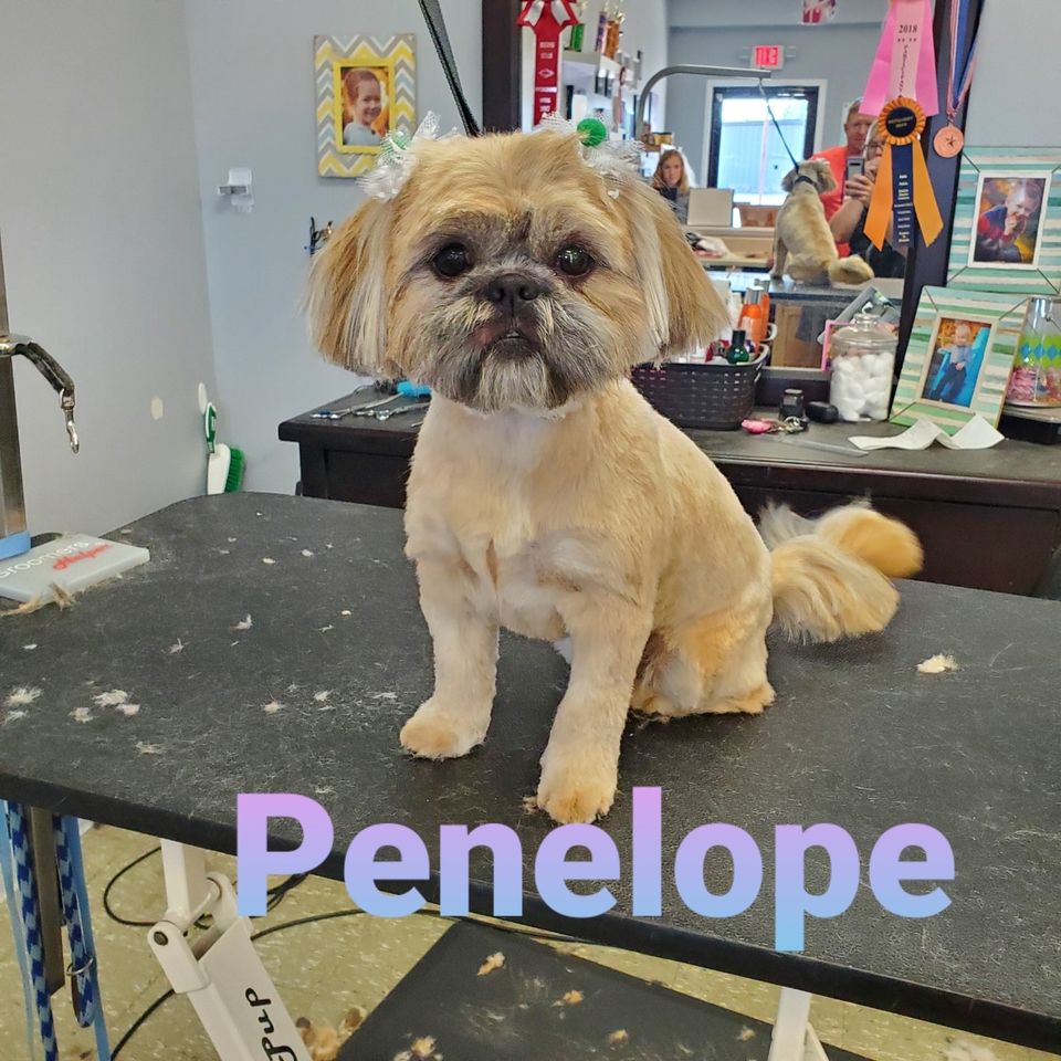 Smoochie Pooch's Photo