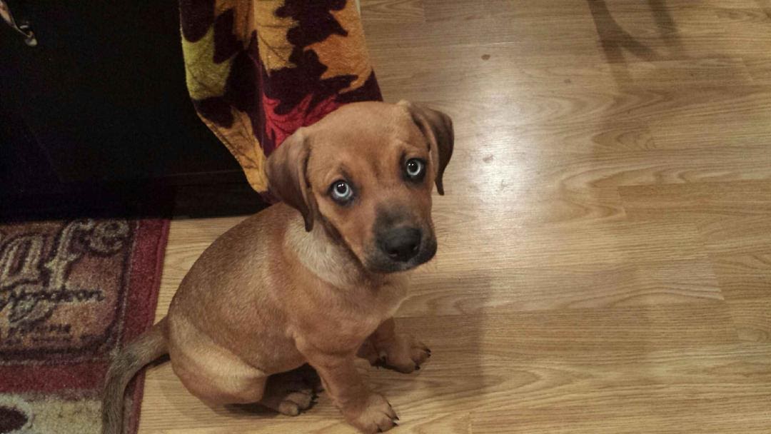Paramount Pet-Sitting, LLC's Photo