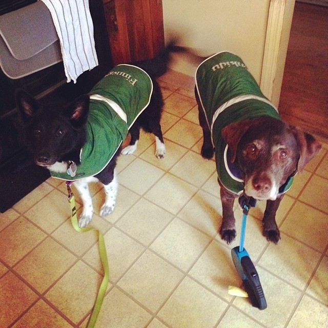 For the Love of Dogs LLC's Photo