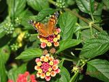 Butterfly Gardens La Jolla