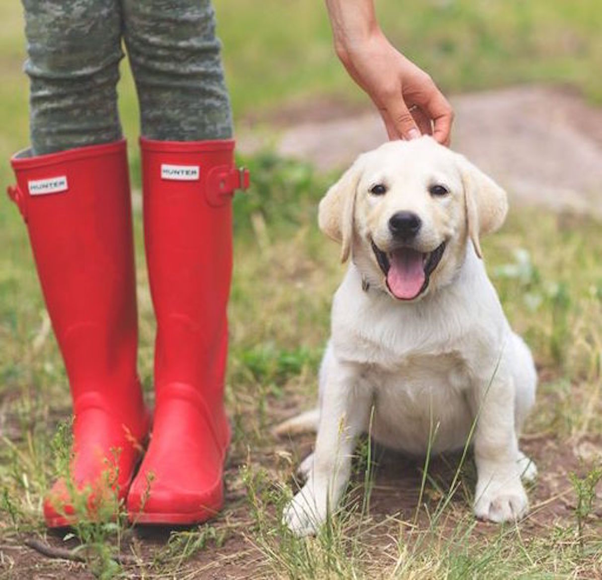 Misty Glen Country Retreat for Dogs's Photo
