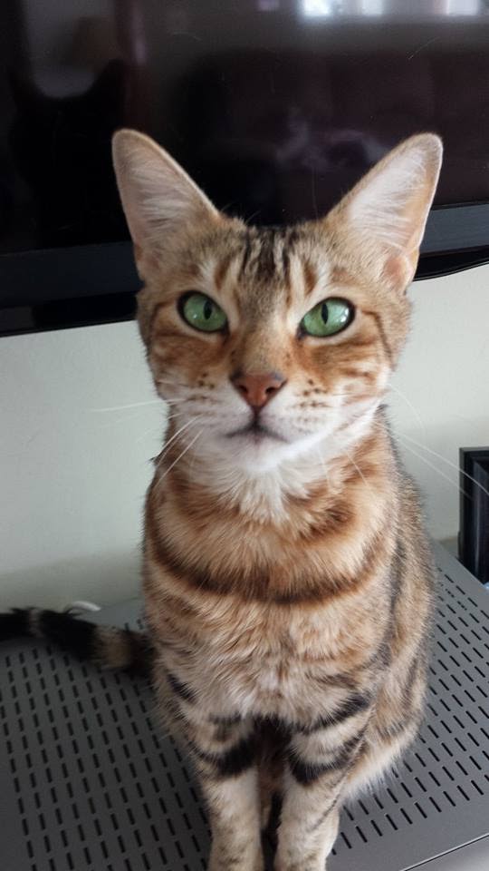 Paramount Pet-Sitting, LLC's Photo