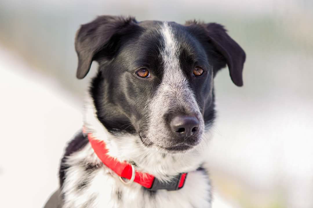 4Paws Home Care's Photo