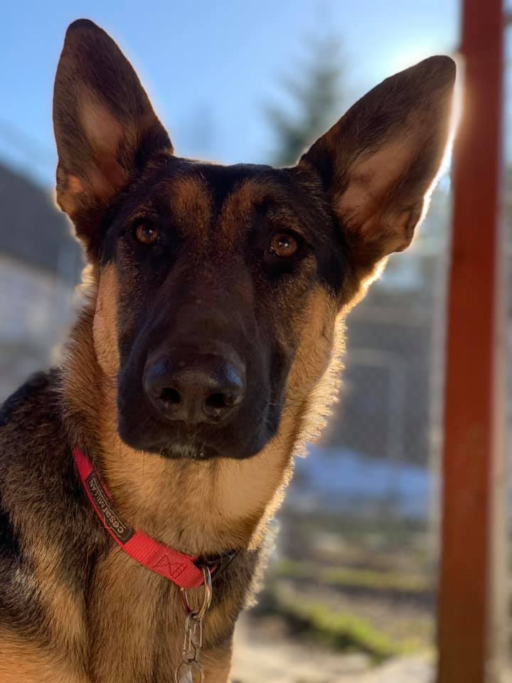 Centennial Kennels's Photo