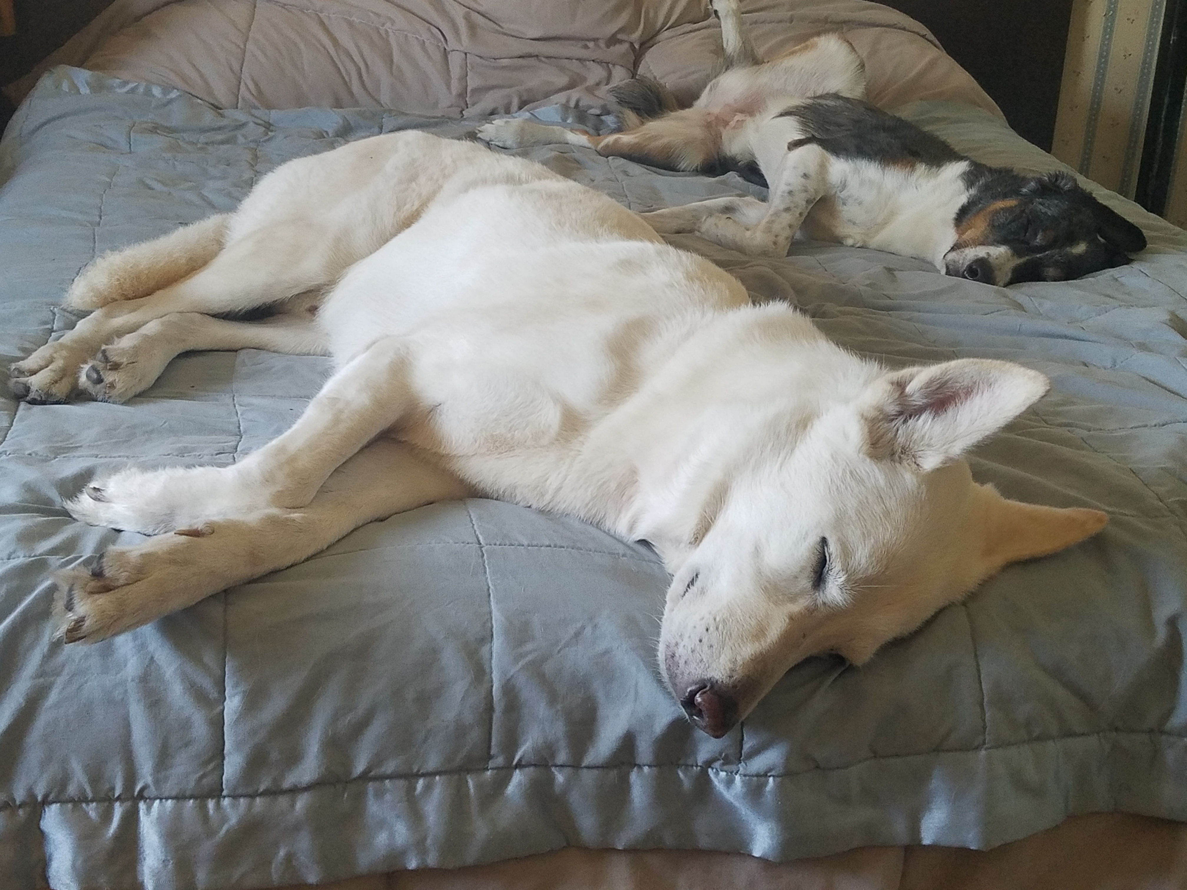 All Terrain Canine's Photo