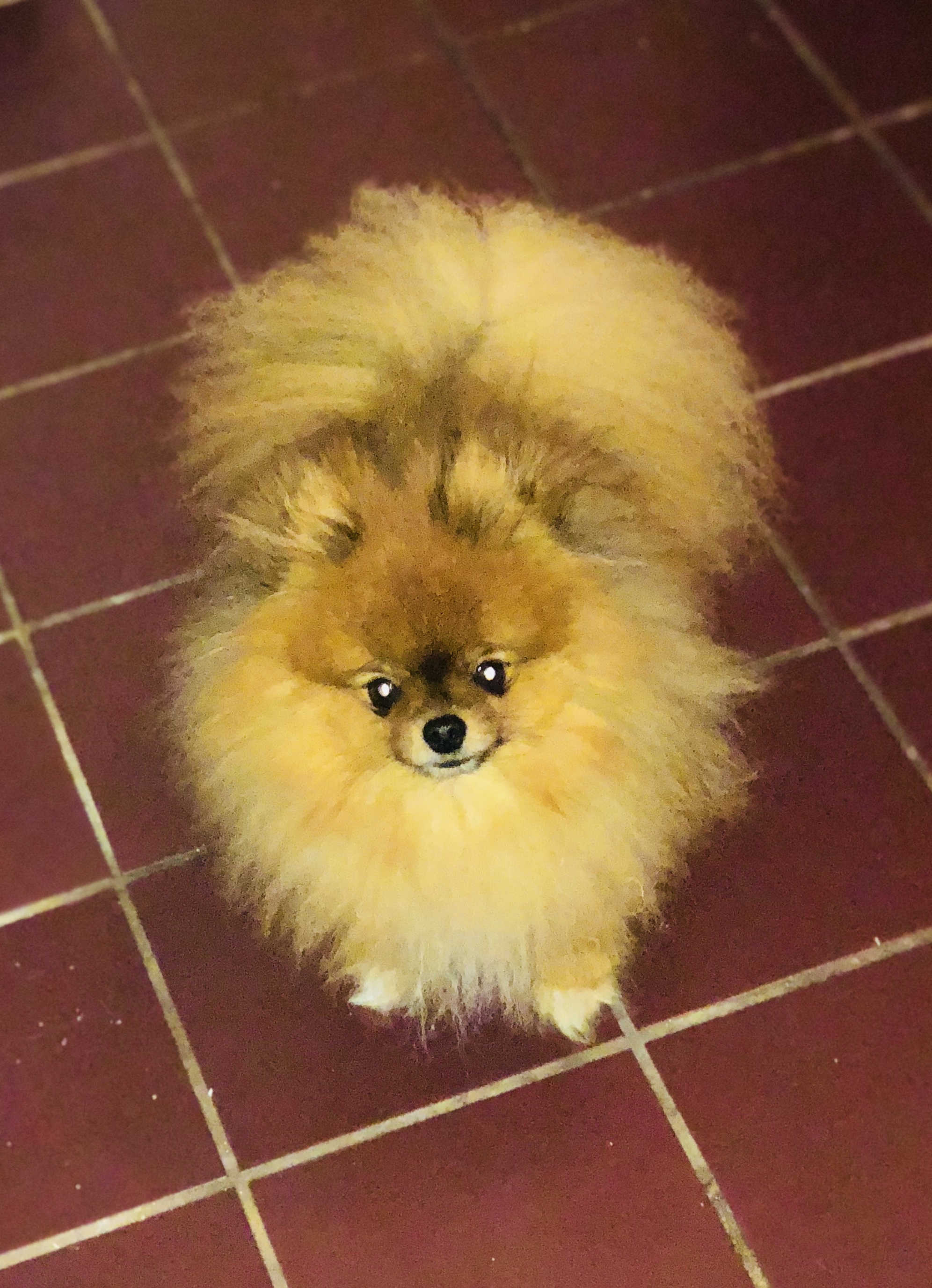 Critter Sitter - All Pets, All Passion's Photo