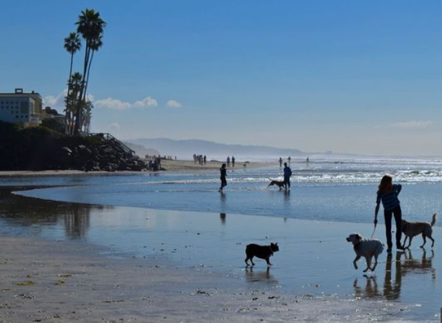 Solana Beach Dog Walk Co's Photo
