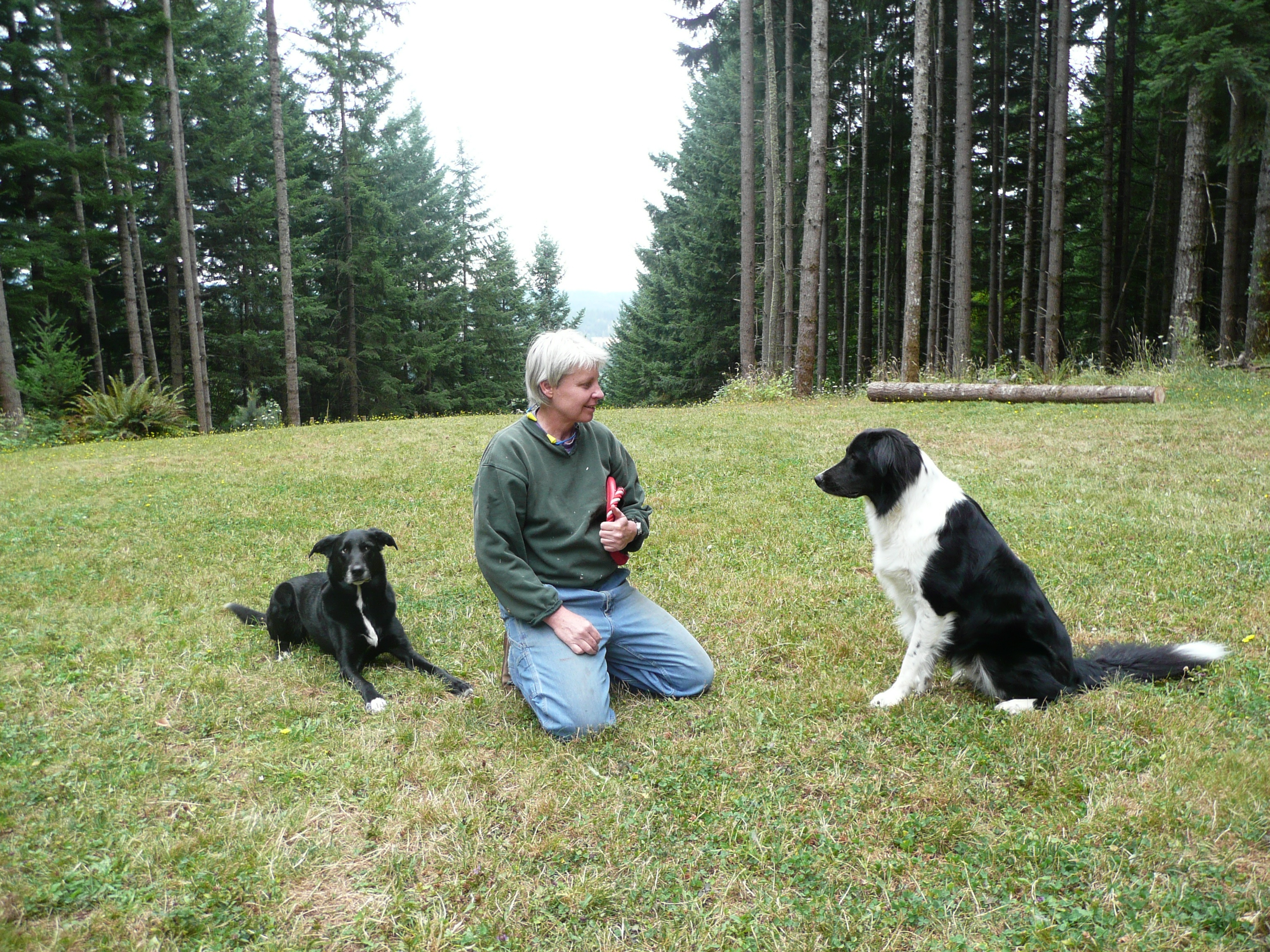 Country K9 Suites's Photo