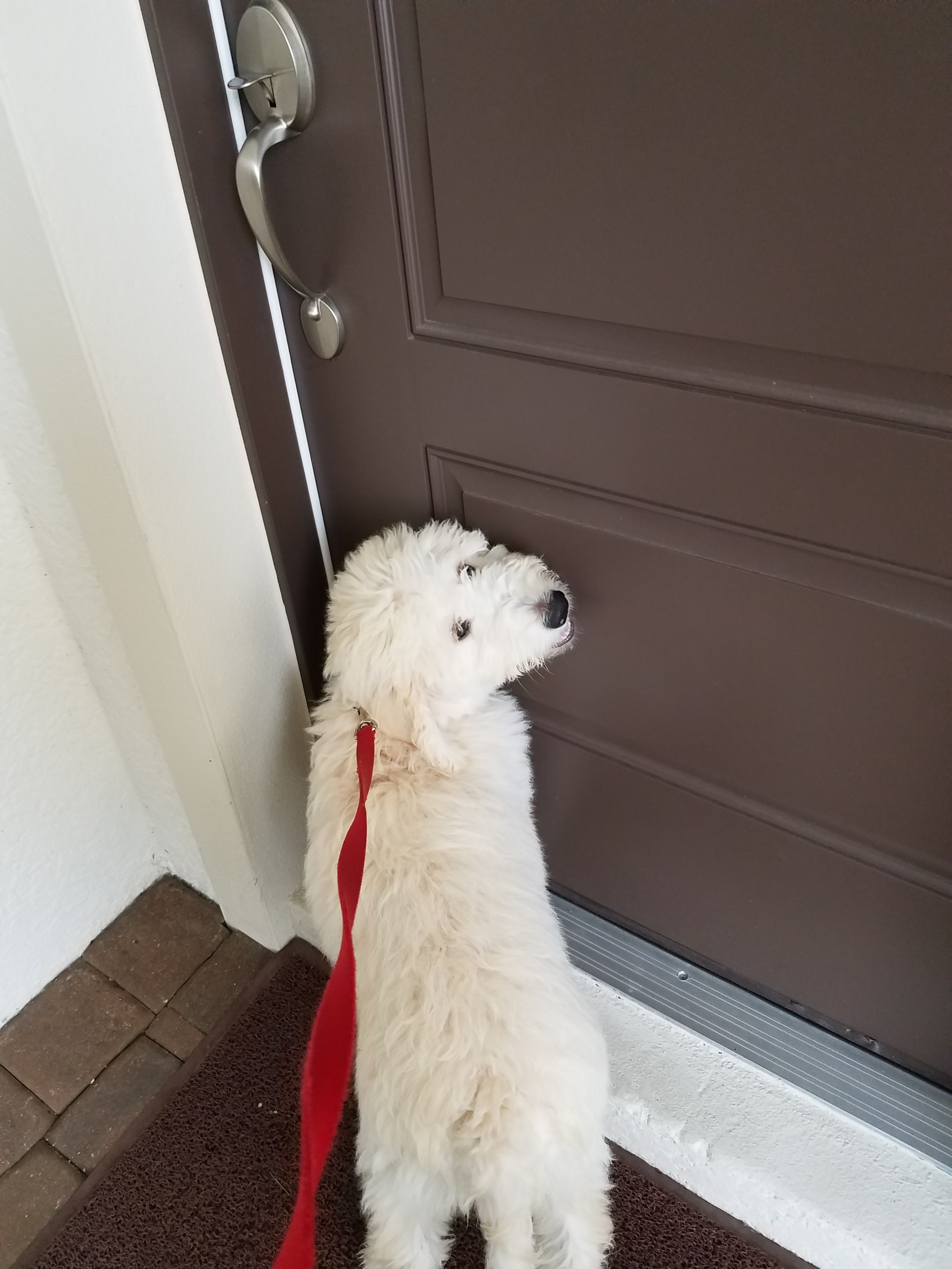Venice Dog Walkers LLC's Photo