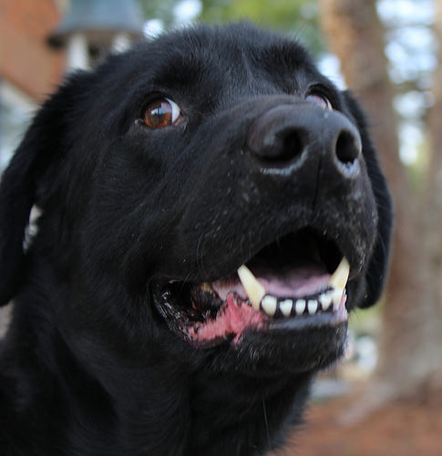 The Country Kennel Inc's Photo