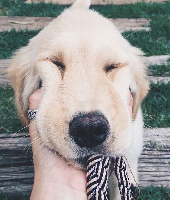 Petaholics Pet Services's Photo