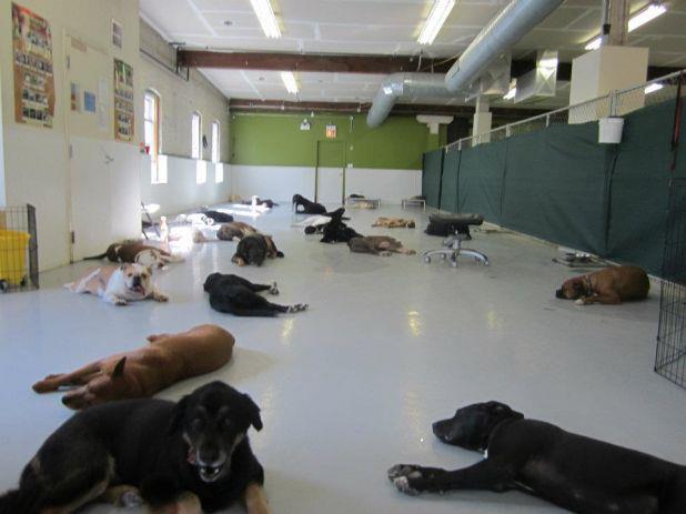 Canine Crews's Photo