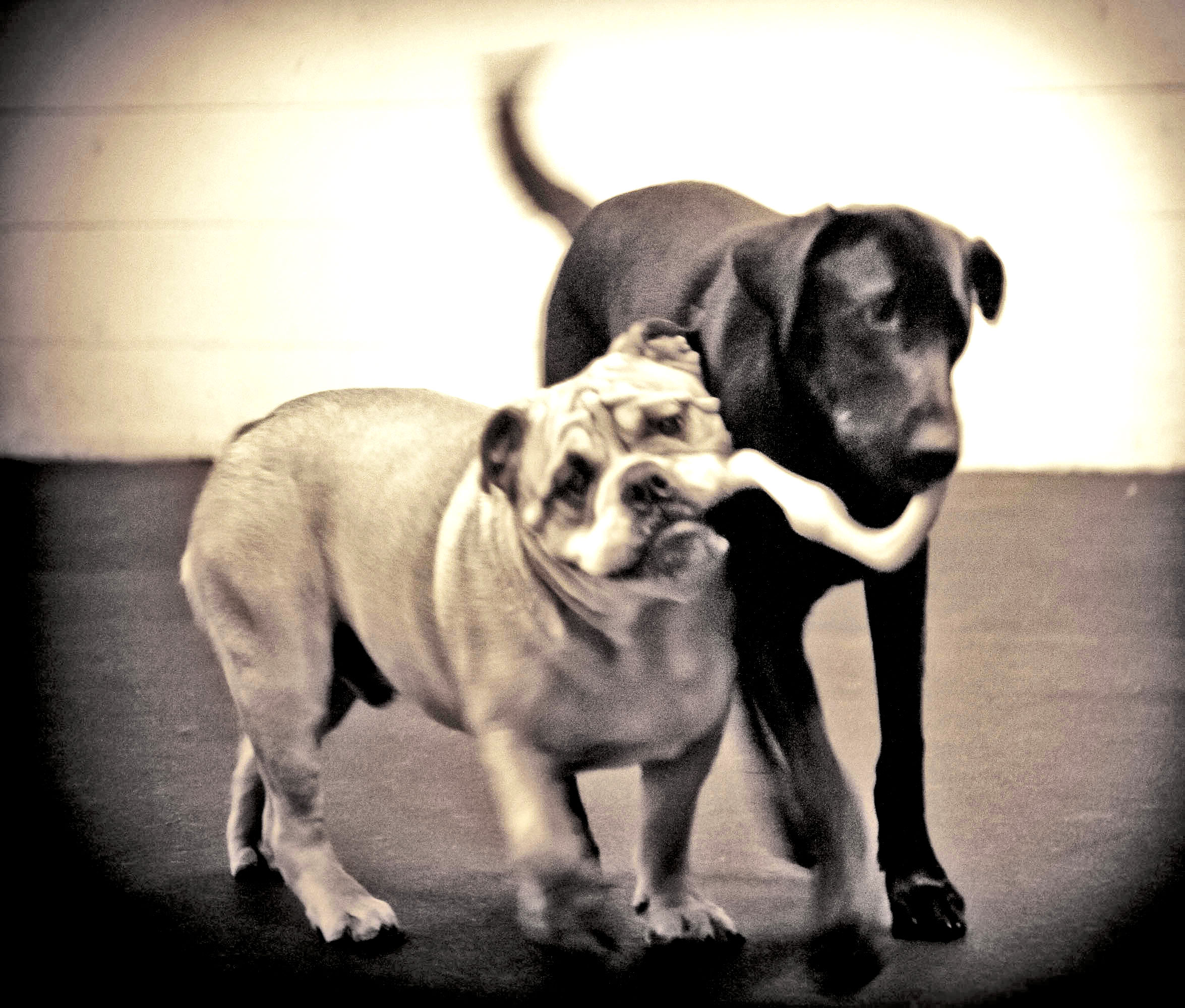 Whatadog Play Center's Photo