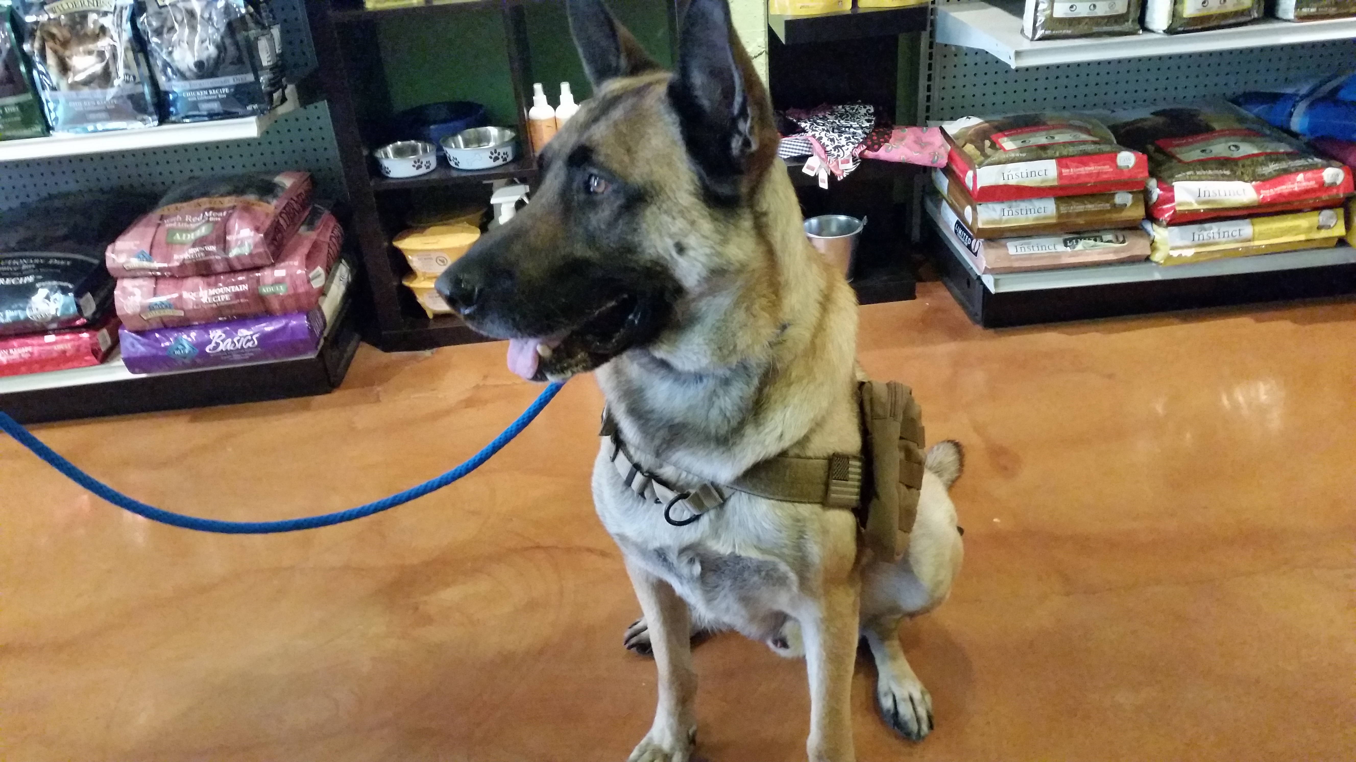 Downtown Pawz's Photo