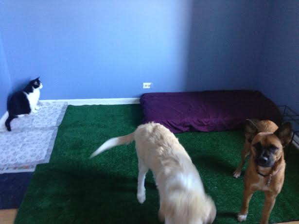 Furry Adventures Chicago's Photo