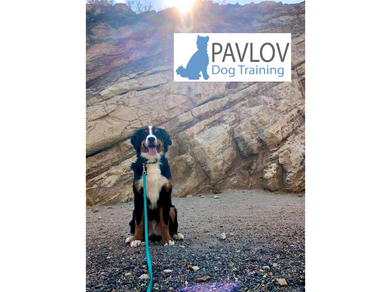 PAVLOV Dog Training Portland's Photo