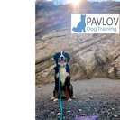 PAVLOV Dog Training Portland