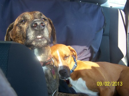 Pet Pals Pet Sitters