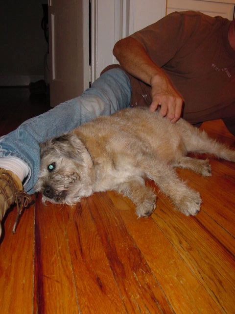 Fetch! Pet Care of Royal Oak - Birmingham's Photo