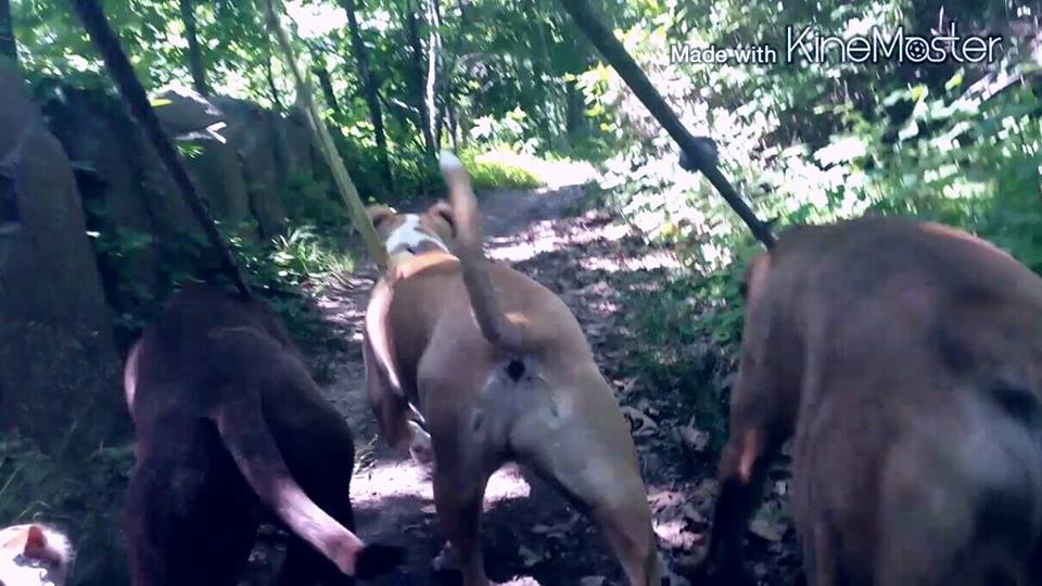 A1K9 Dog Runners's Photo