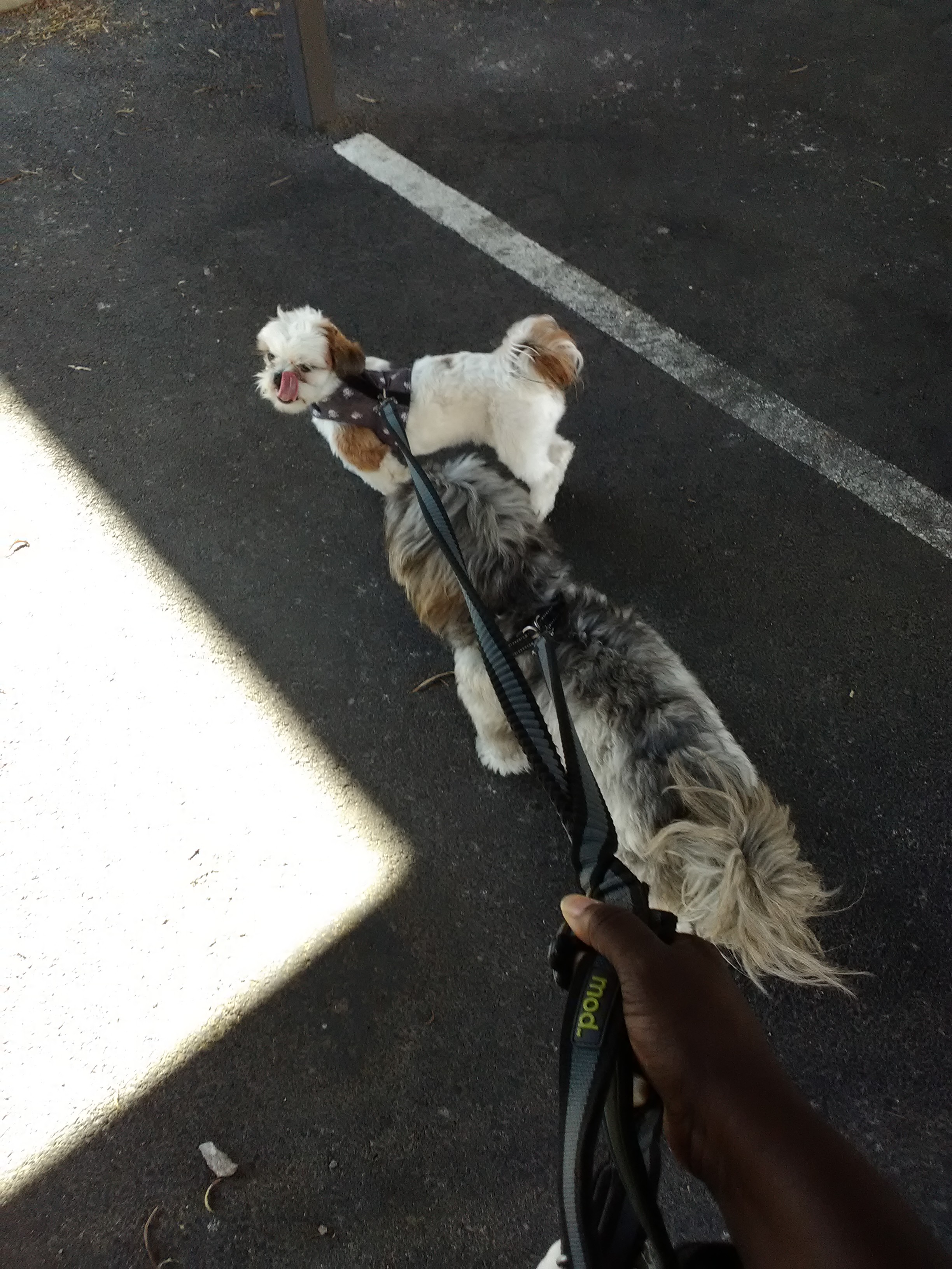 My World of Dogs's Photo
