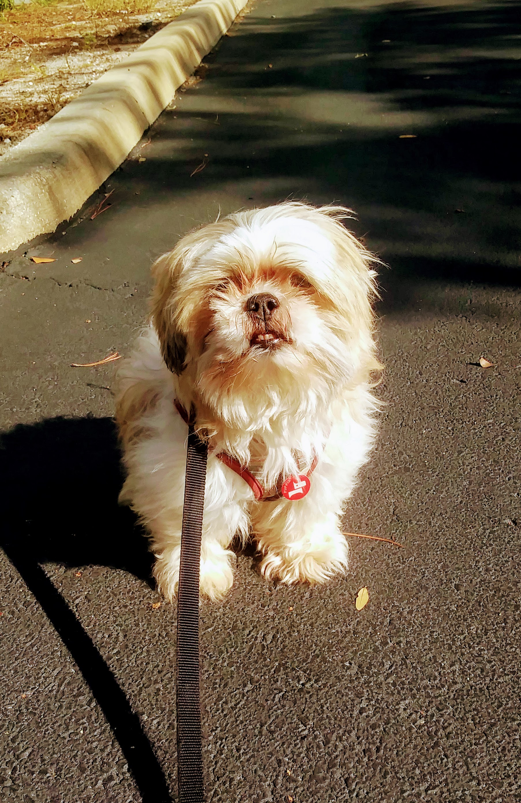 P.A.W.S. by Shane's Photo