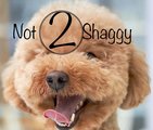 Not 2 Shaggy Dog Walking