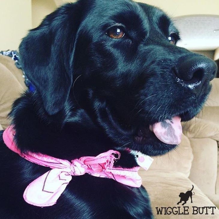 Wiggle Butt Inn's Photo