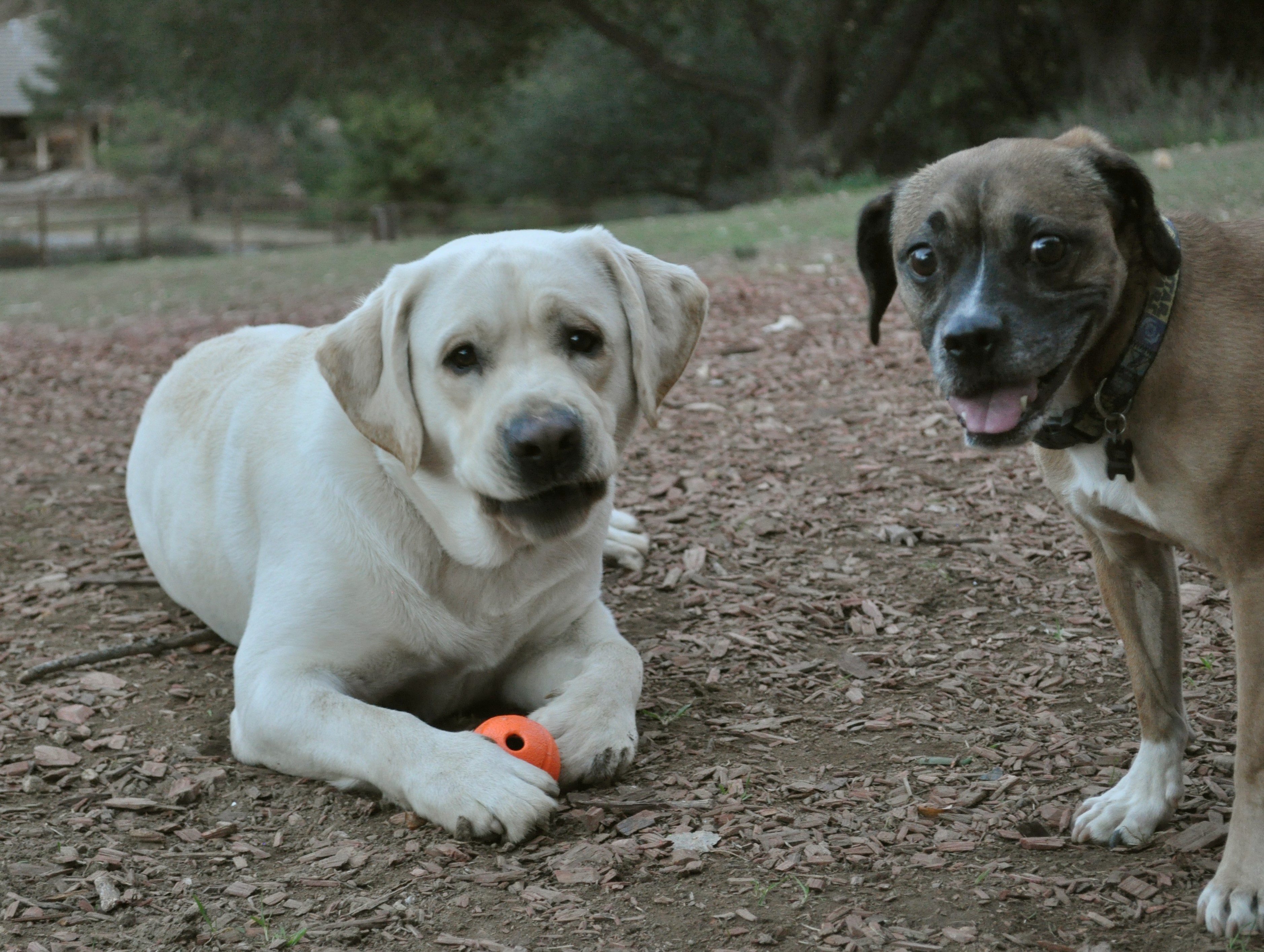 Canines4Life's Photo