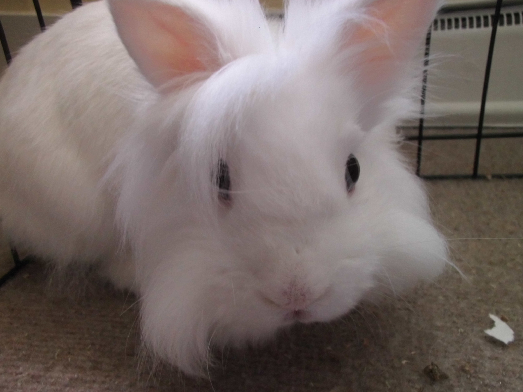 Lucky Bunny Bungalows Small Pet Boarding's Photo